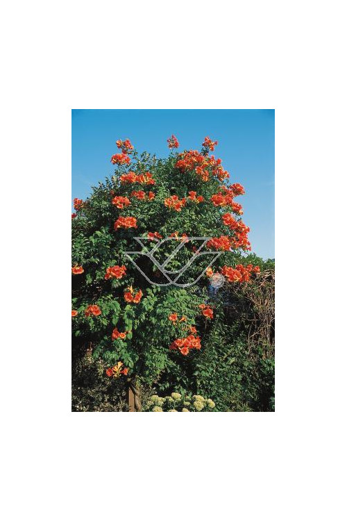 Milin pośredn 'Madamme Galen' | Campsis tagliabuana