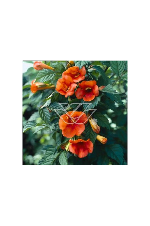 Milin pośredn 'Madamme Galen' | Campsis tagliabuana