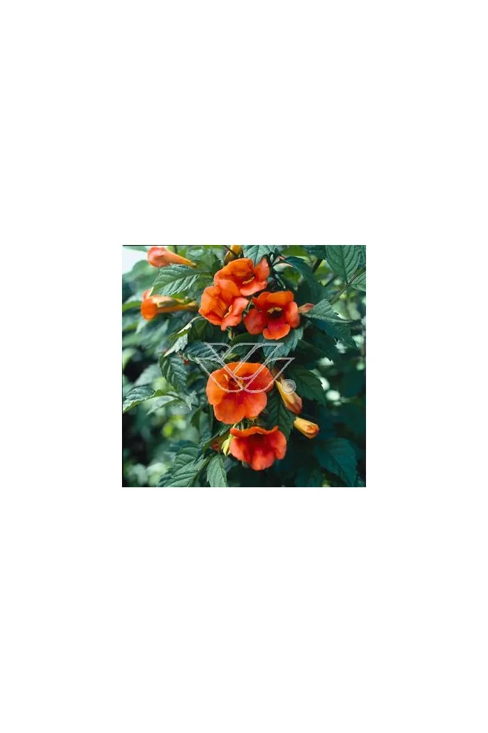 Milin pośredn 'Madamme Galen' | Campsis tagliabuana