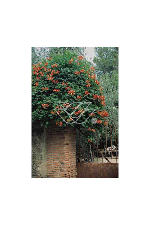 Milin pośredn 'Madamme Galen' | Campsis tagliabuana