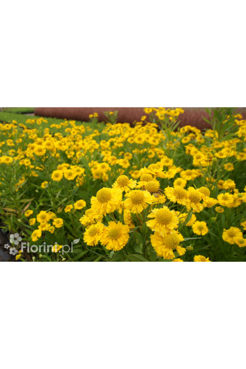 Dzielżan jesienny 'Helena Gold' Helenium autumnale