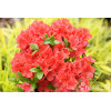 Azalia japońska 'Geisha Orange' | Azalea japonica