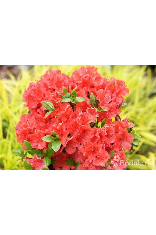 Azalia japońska 'Geisha Orange' | Azalea japonica