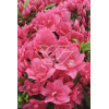 Azalia japońska 'Canzonetta' | Azalea japonica
