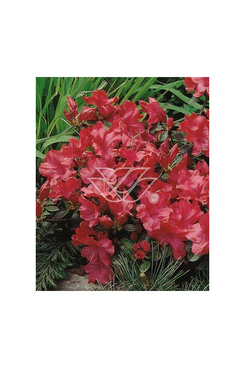 Azalia japońska 'Nordlicht' Azalea japonica