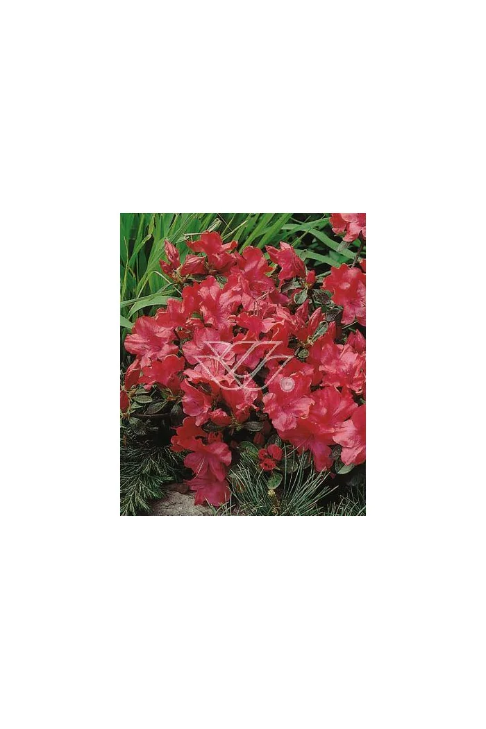 Azalia japońska 'Nordlicht' Azalea japonica