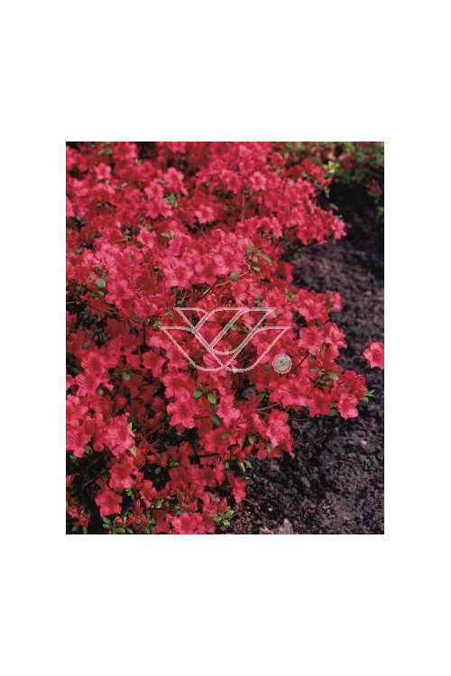 Azalia japońska 'Nordlicht' Azalea japonica