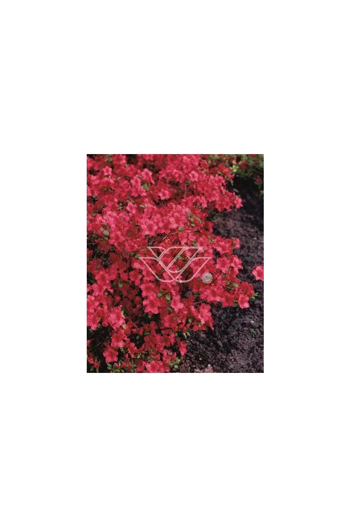 Azalia japońska 'Nordlicht' Azalea japonica