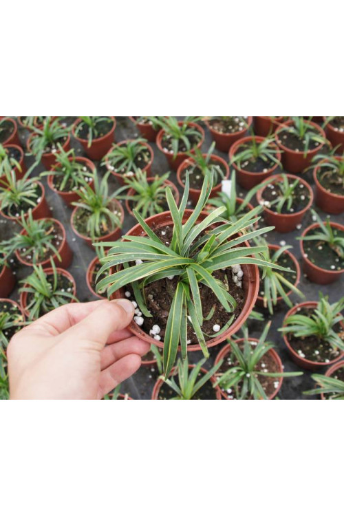 Liriope 'Gold Banded' Liriope muscari