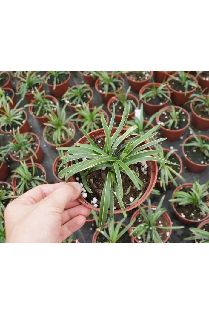 Liriope 'Gold Banded' Liriope muscari