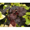 Żurawka 'Cajun Fire' | Heuchera
