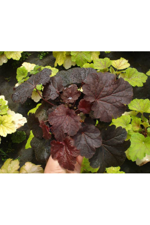 Żurawka 'Cajun Fire' | Heuchera