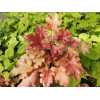 Żurawka 'Ginger Peach' | Heuchera