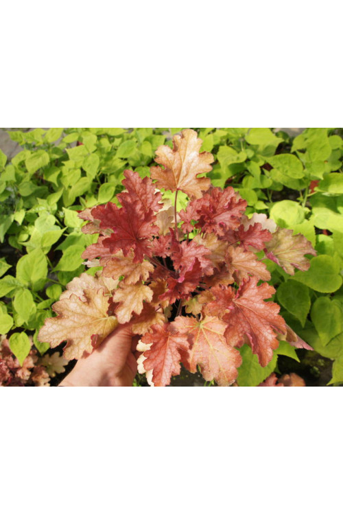 Żurawka 'Ginger Peach' | Heuchera