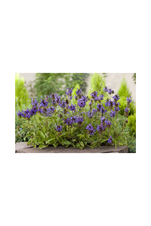 Głowienka wielkokwiatowa 'Freelander Blue' | Prunella grandiflora