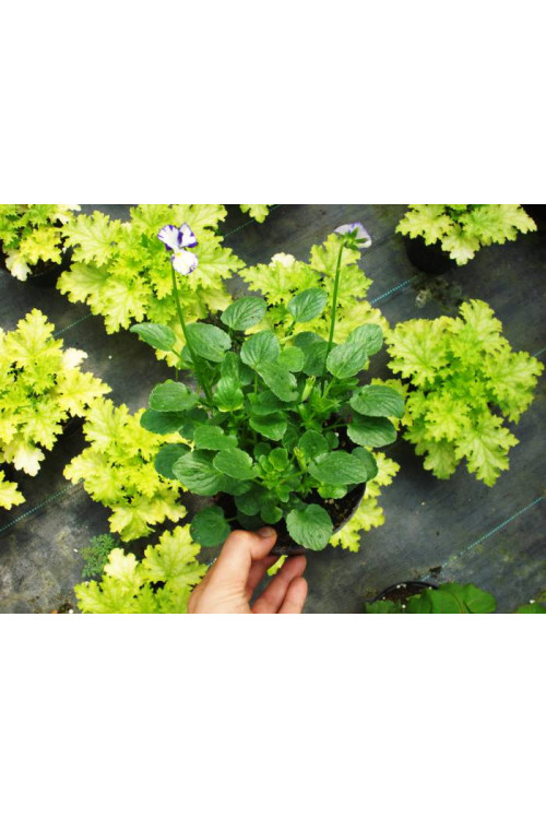 Fiołek 'Rebecca' Viola