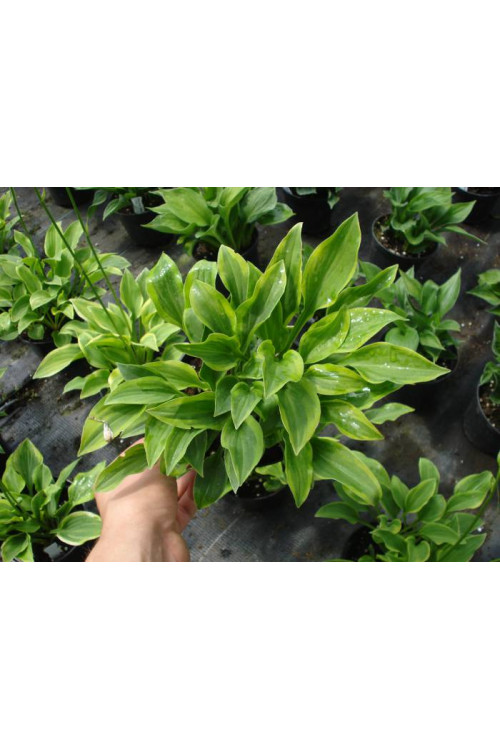 Funkia 'Golden Tiara' Hosta