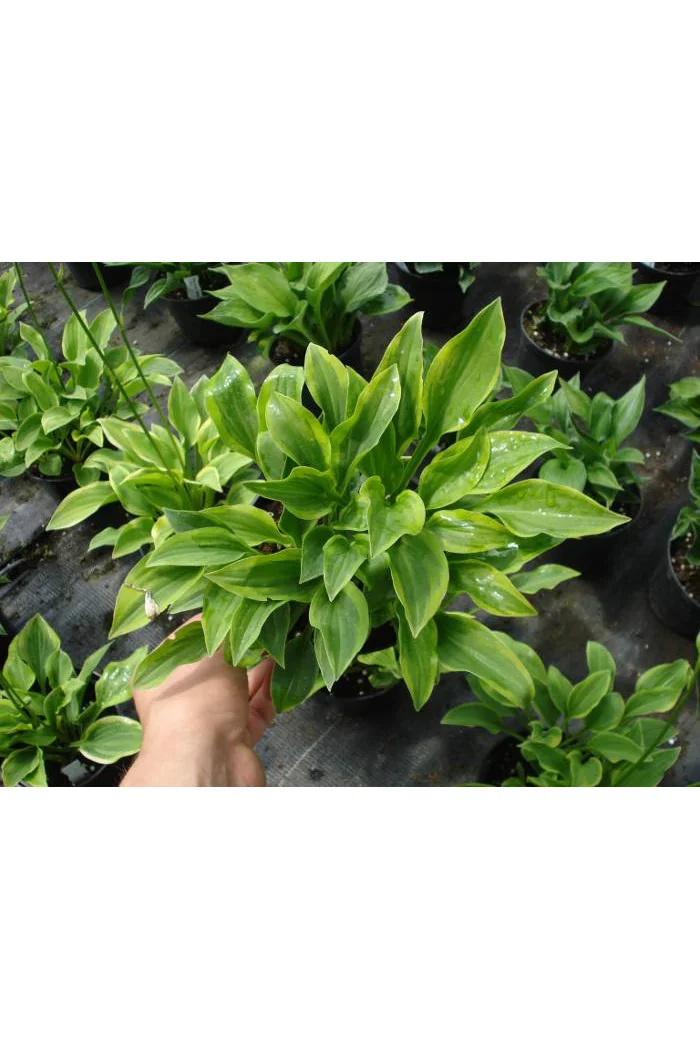 Funkia 'Golden Tiara' Hosta