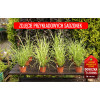 Miskant chiński 'Apache' | Miscanthus sinensis