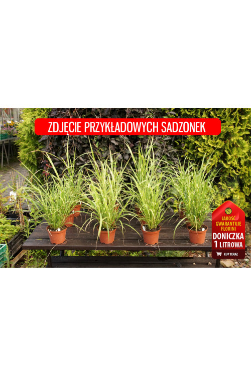 Miskant chiński 'Apache' | Miscanthus sinensis