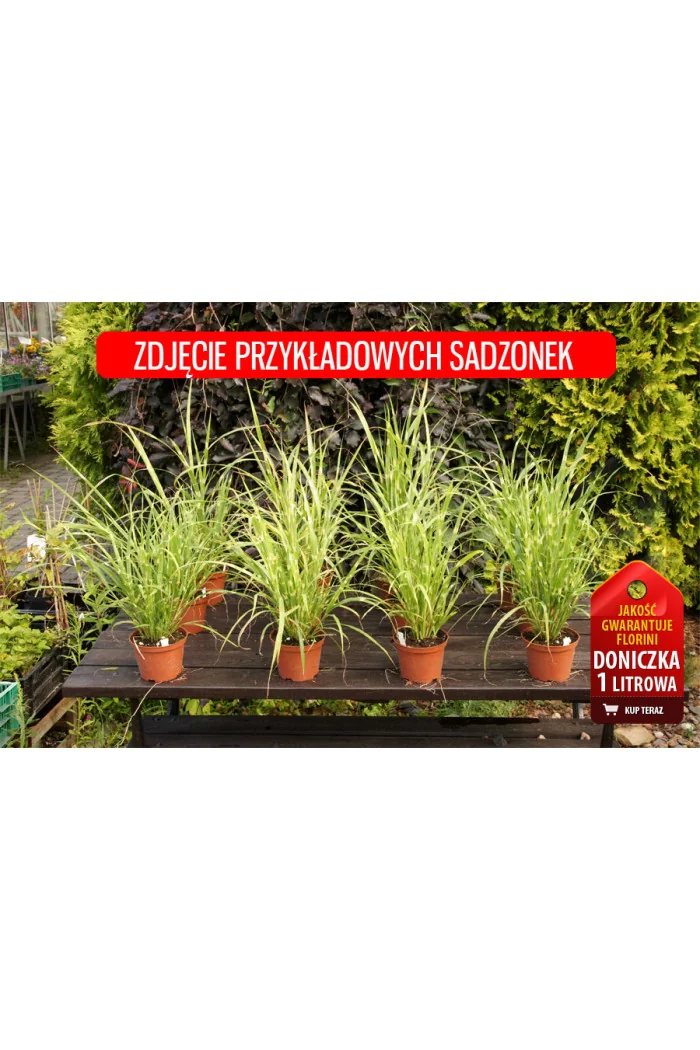Miskant chiński 'Apache' | Miscanthus sinensis