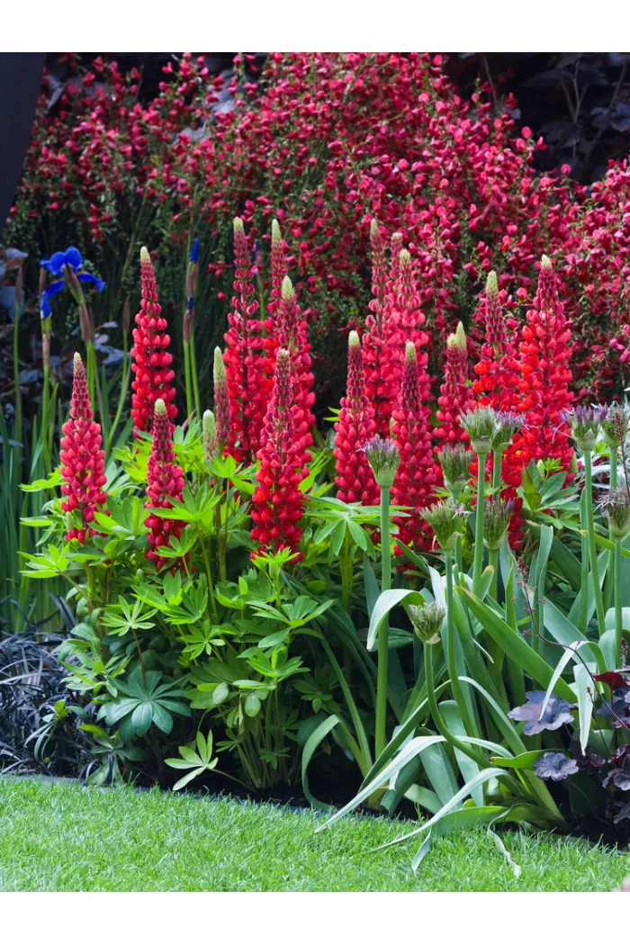 Łubin niski 'Gallery Rot' | Lupinus nanus russell