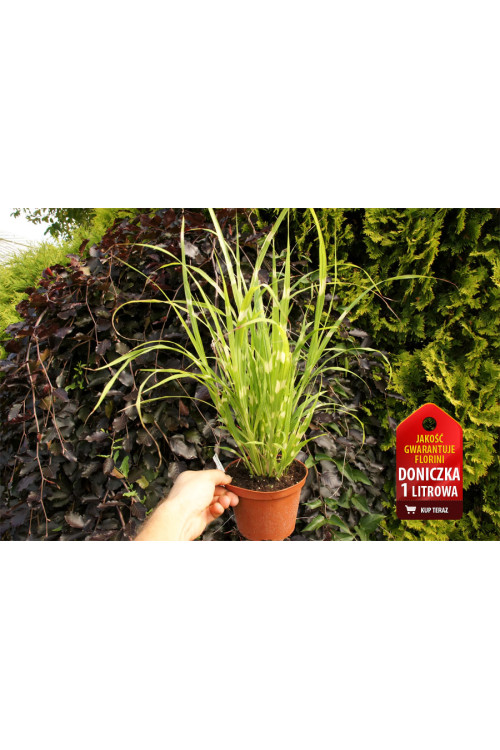 Miskant chiński 'Apache' | Miscanthus sinensis