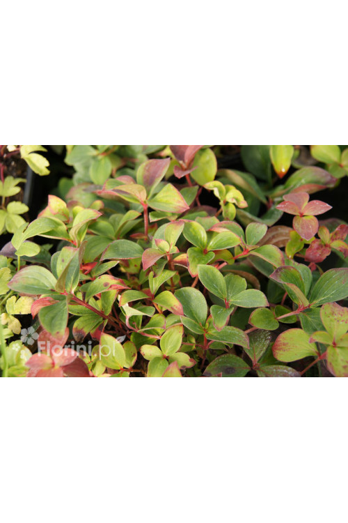 Dereń kanadyjski | Cornus canadensis