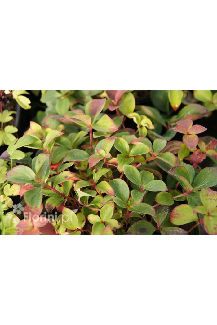 Dereń kanadyjski | Cornus canadensis