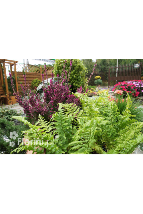 Narecznica mocna 'Crispa Cristata' | Dryopteris affinis