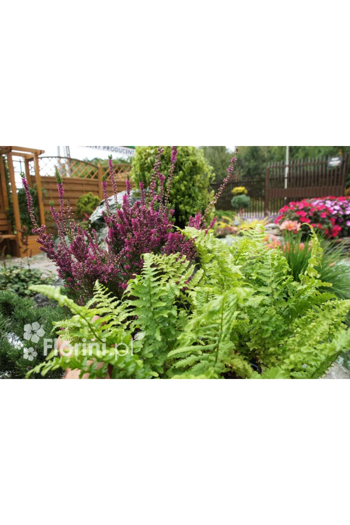 Narecznica mocna 'Crispa Cristata' | Dryopteris affinis