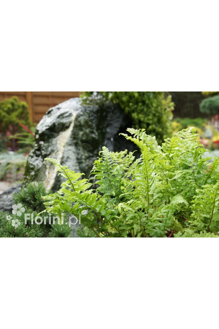 Narecznica mocna 'Crispa Cristata' | Dryopteris affinis