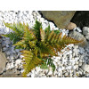 Narecznica czerwonozawijkowa| Dryopteris erythrosora