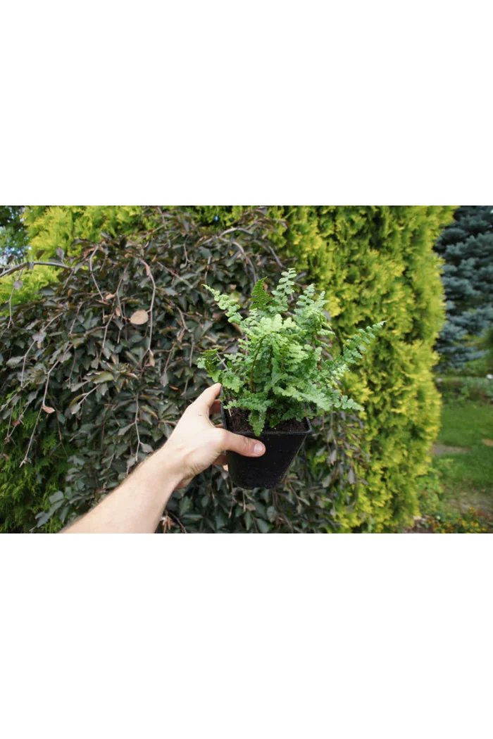 Narecznica mocna 'Crispa Cristata' | Dryopteris affinis