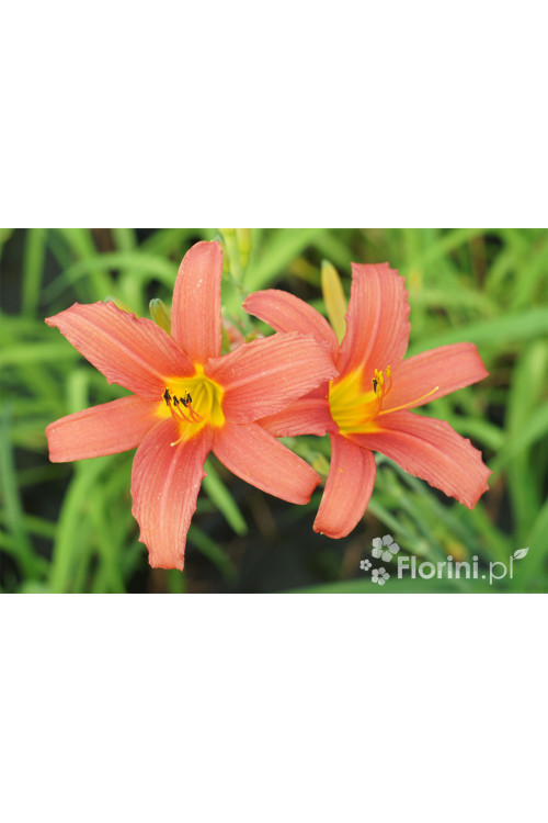 Liliowiec 'Crimson Pirate' Hemerocallis