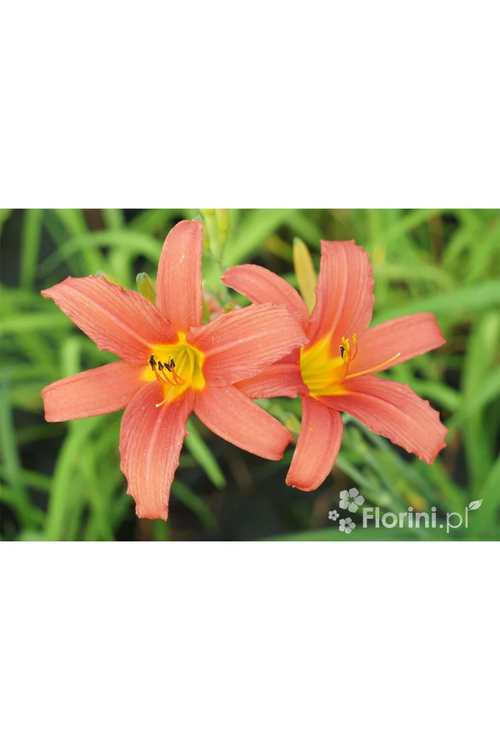 Liliowiec 'Crimson Pirate' Hemerocallis