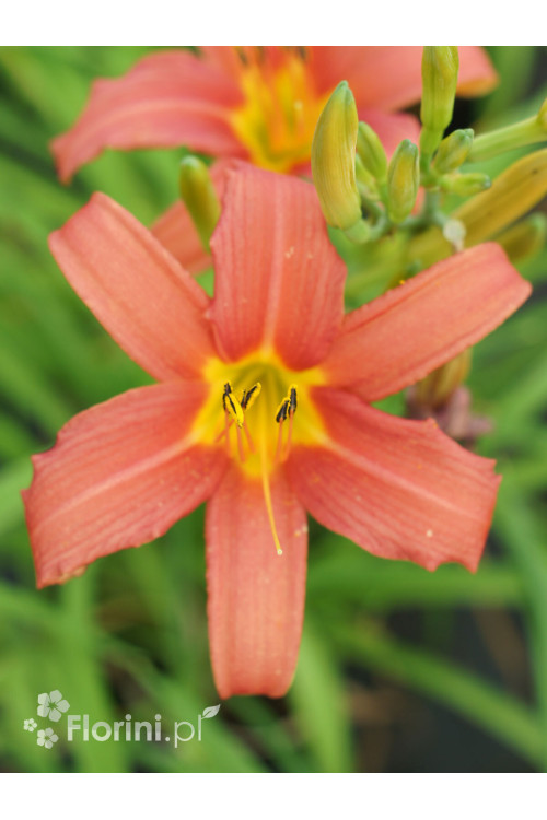 Liliowiec 'Crimson Pirate' Hemerocallis