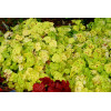 Żuraweczka 'Yellowstone Falls' Heucherella