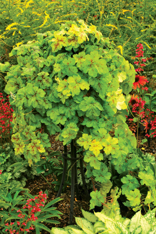 Żuraweczka 'Yellowstone Falls' Heucherella
