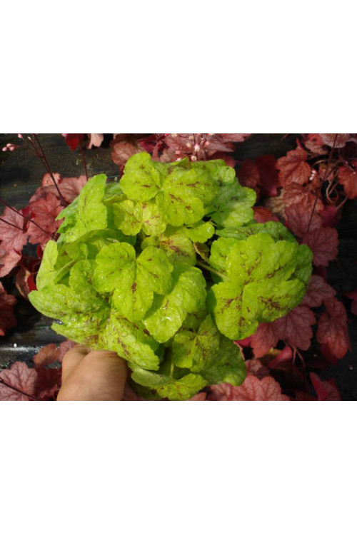 Żuraweczka 'Yellowstone Falls' Heucherella