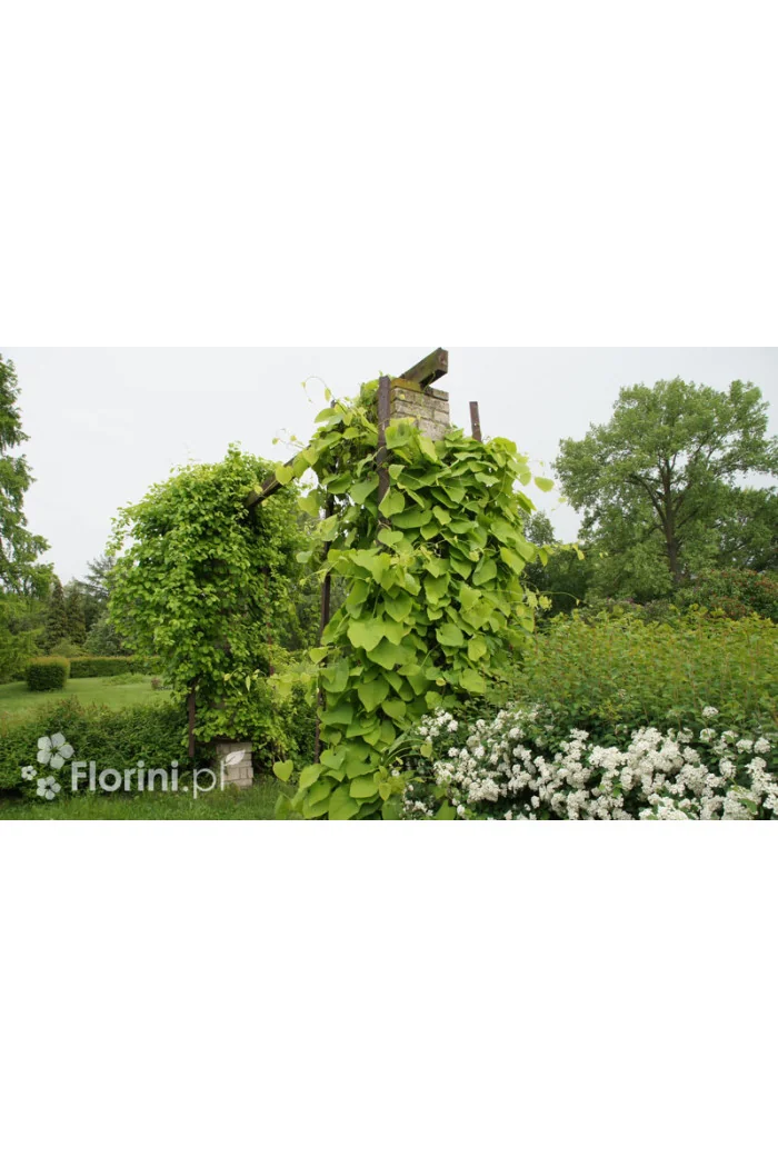 Kokornak wielkolistny | Aristolochia durior