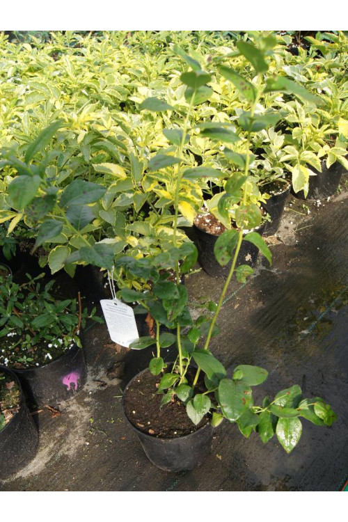 Borówka wysoka (amerykańska) 'Hannah's Choice' Vaccinium corymbosum