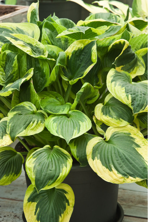 Funkia 'Twilight' | Hosta