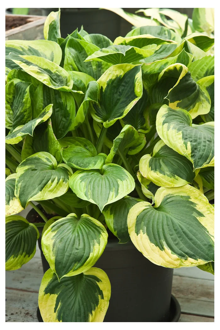 Funkia 'Twilight' | Hosta