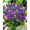 Dzwonek skupiony 'Dahurica' | Campanula glomerata