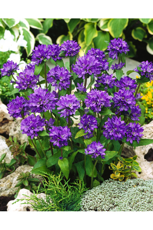 Dzwonek skupiony 'Dahurica' | Campanula glomerata