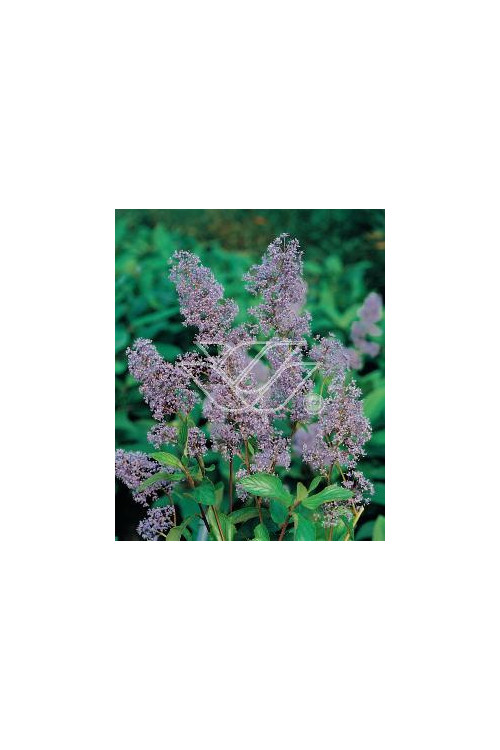 Prusznik 'Gloire de Versailles' Ceanothus