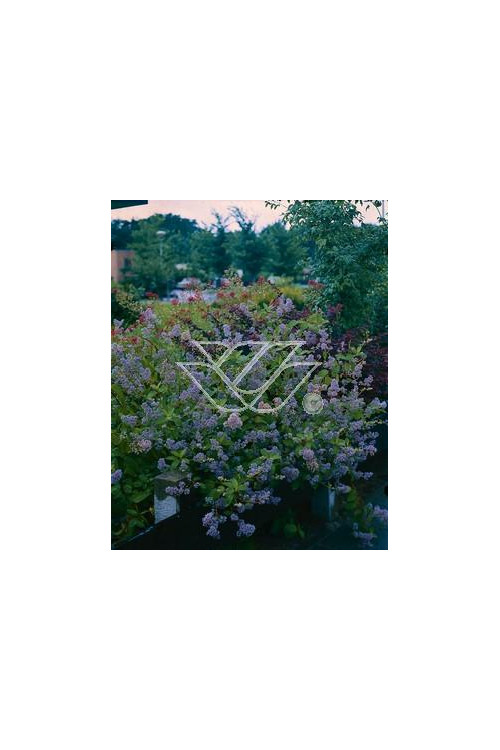 Prusznik 'Gloire de Versailles' Ceanothus