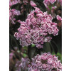 Kalmia szerokolistna 'Olympic Fire' Kalmia latifolia