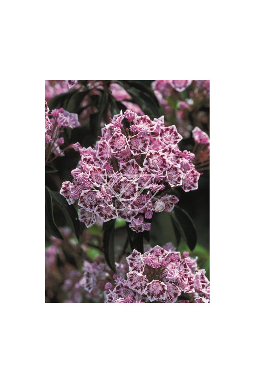 Kalmia szerokolistna 'Olympic Fire' Kalmia latifolia